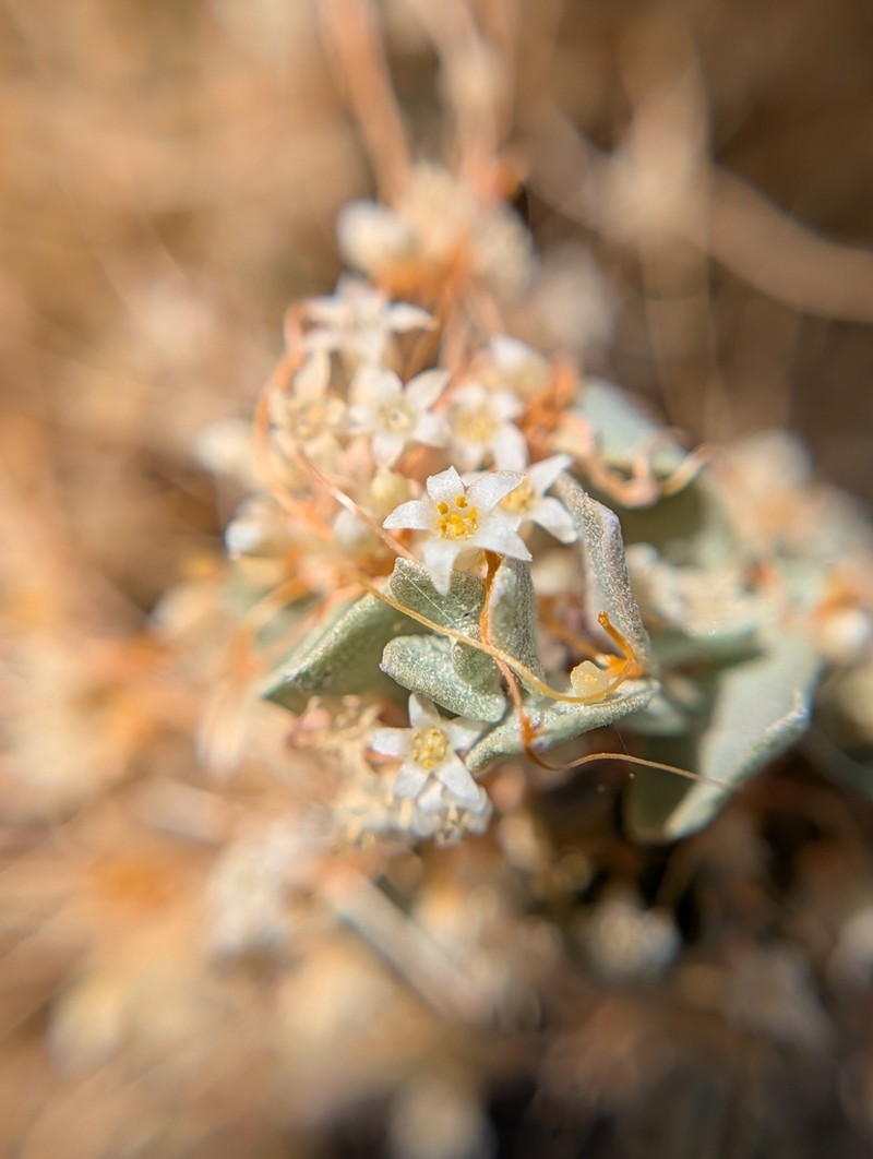Cuscuta nevadensis photo 3