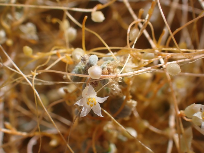 Cuscuta nevadensis photo 4