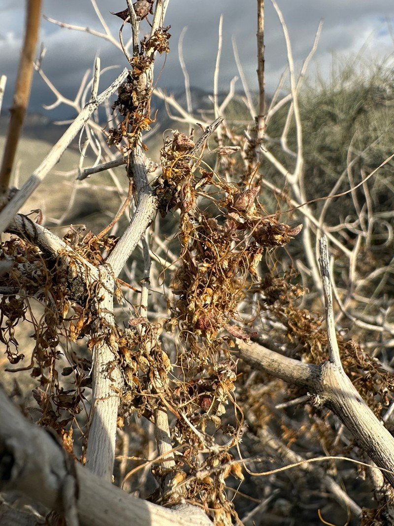 Cuscuta nevadensis photo 5