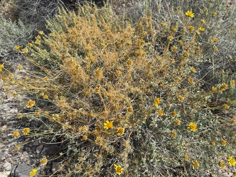 Cuscuta nevadensis photo 6