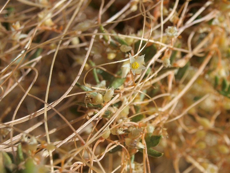 Cuscuta nevadensis photo 7