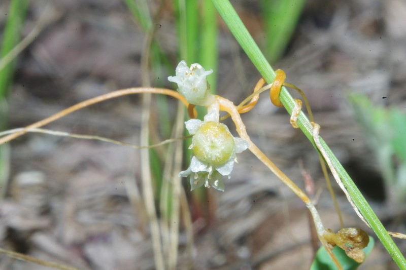 Peruvian Dodder