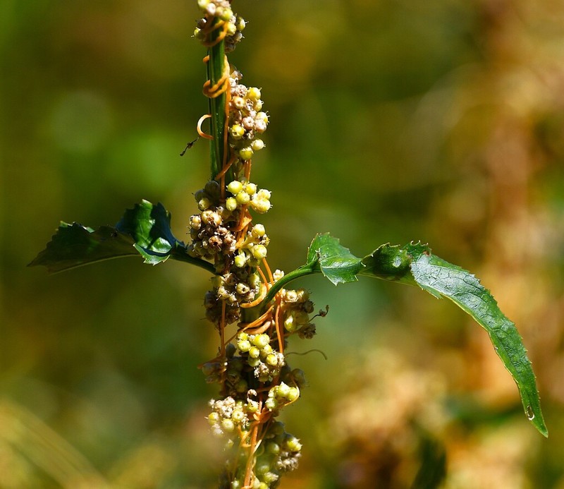 Peruvian Dodder photo 3