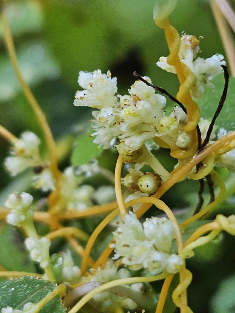 Peruvian Dodder photo 4