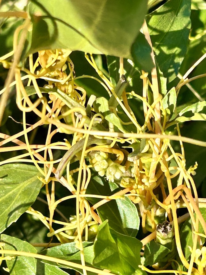 Peruvian Dodder photo 5