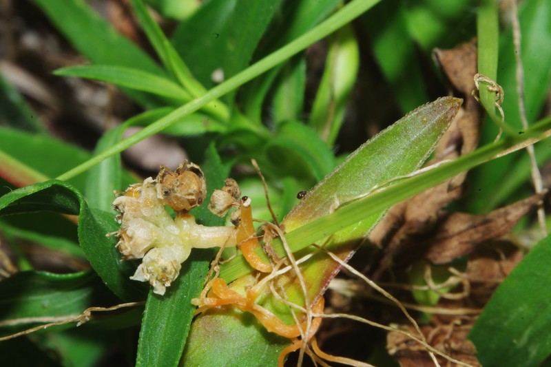 Peruvian Dodder photo 6