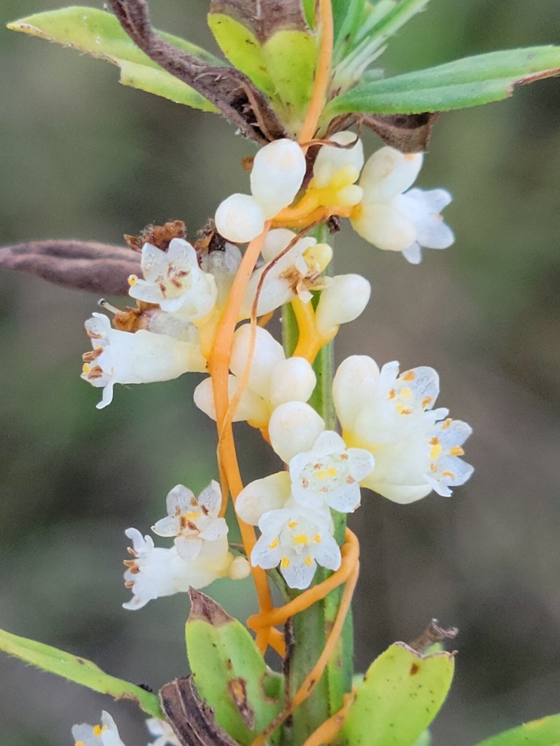 Peruvian Dodder photo 7