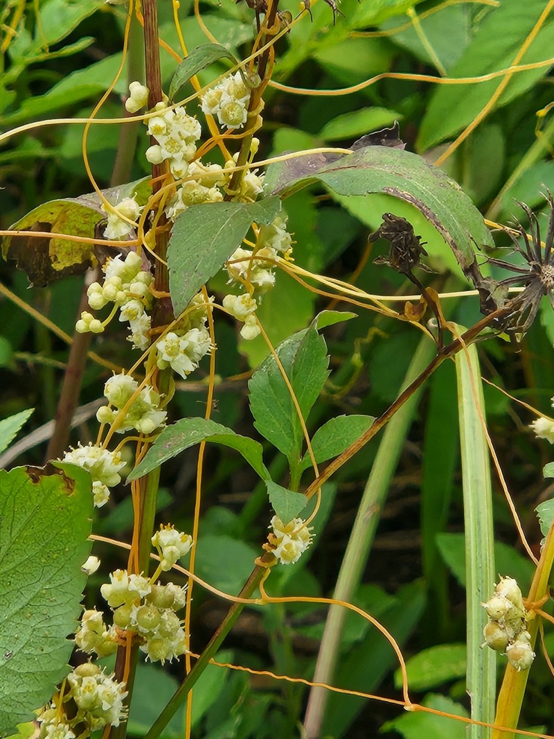 Cuscuta obtusiflora var. glandulosa photo 2
