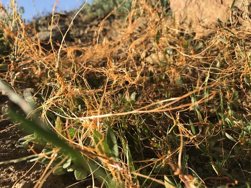Cuscuta occidentalis