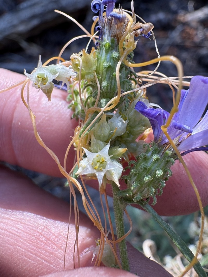 Cuscuta occidentalis photo 2