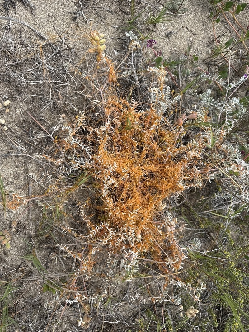 Cuscuta occidentalis photo 3