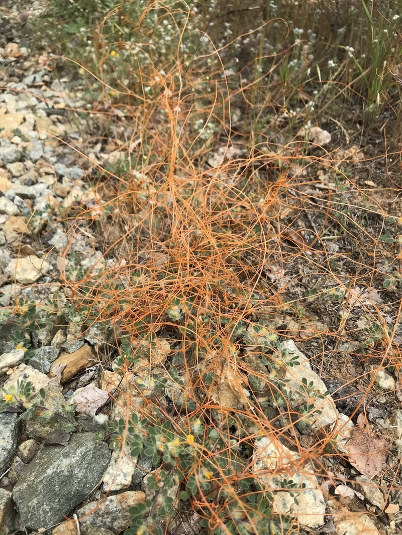 Cuscuta occidentalis photo 4