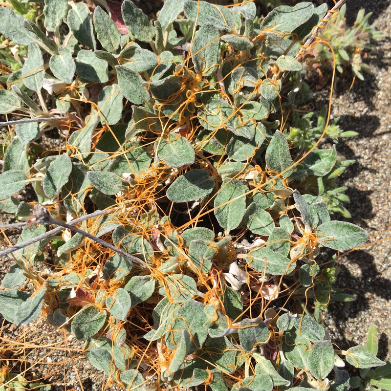 Cuscuta occidentalis photo 5