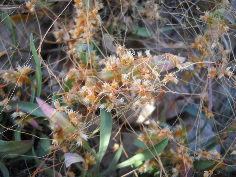 Cuscuta occidentalis photo 6