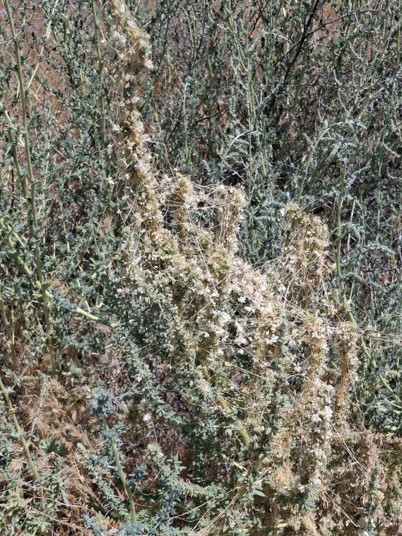 Cuscuta occidentalis photo 7