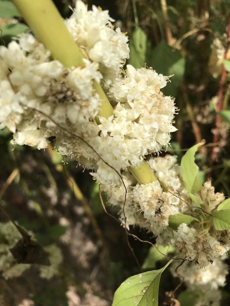 Santa Rita Mountain Dodder