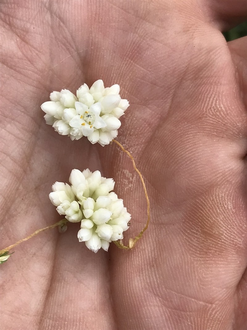 Santa Rita Mountain Dodder photo 2