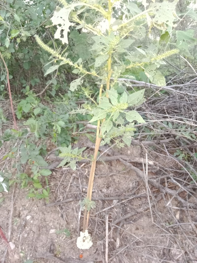 Santa Rita Mountain Dodder photo 3