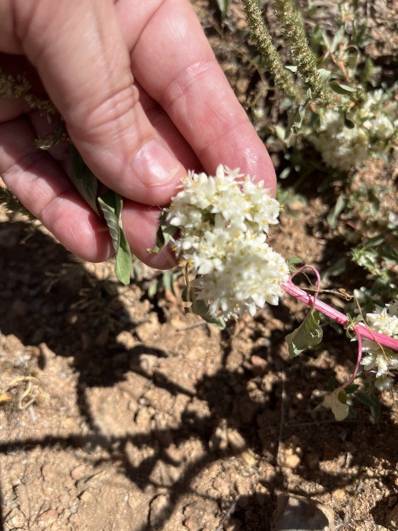 Santa Rita Mountain Dodder photo 4