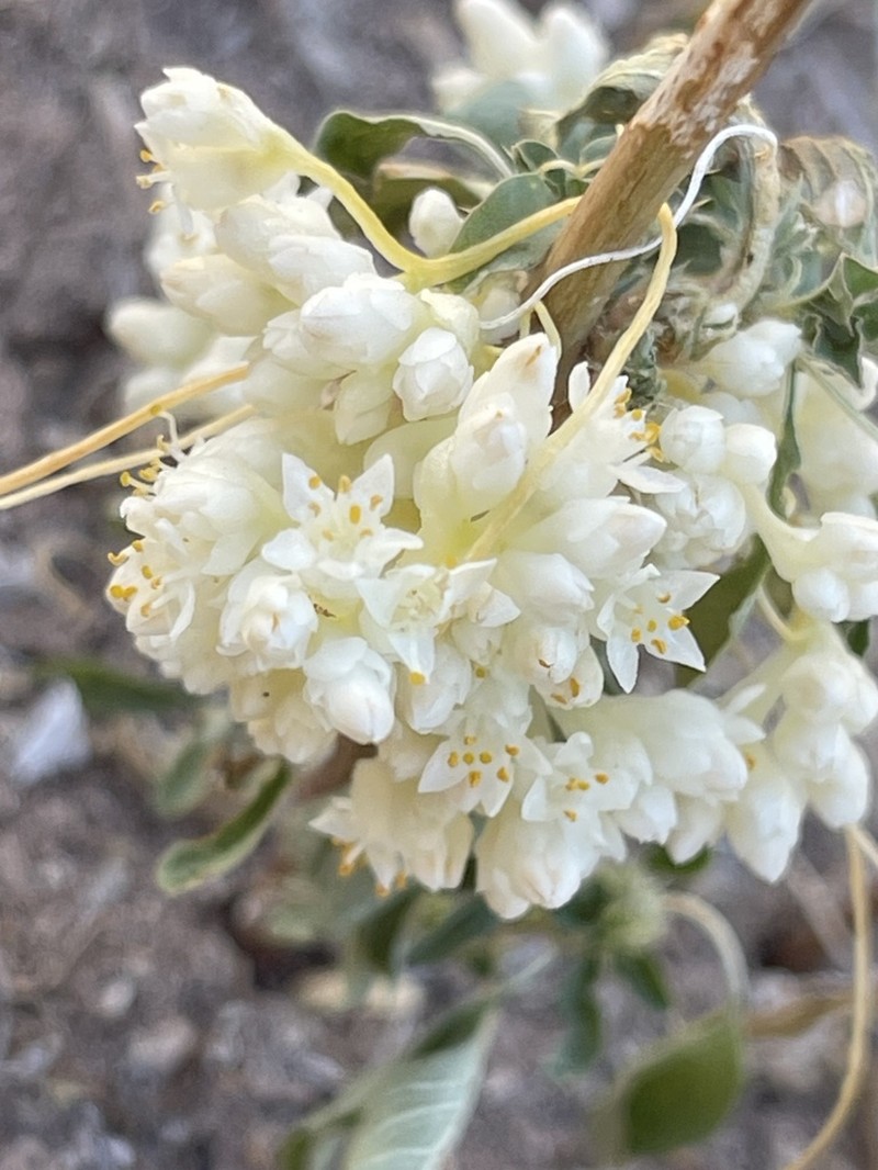 Santa Rita Mountain Dodder photo 5