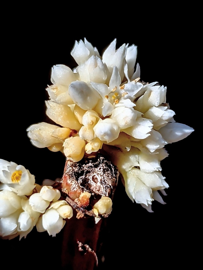 Santa Rita Mountain Dodder photo 6