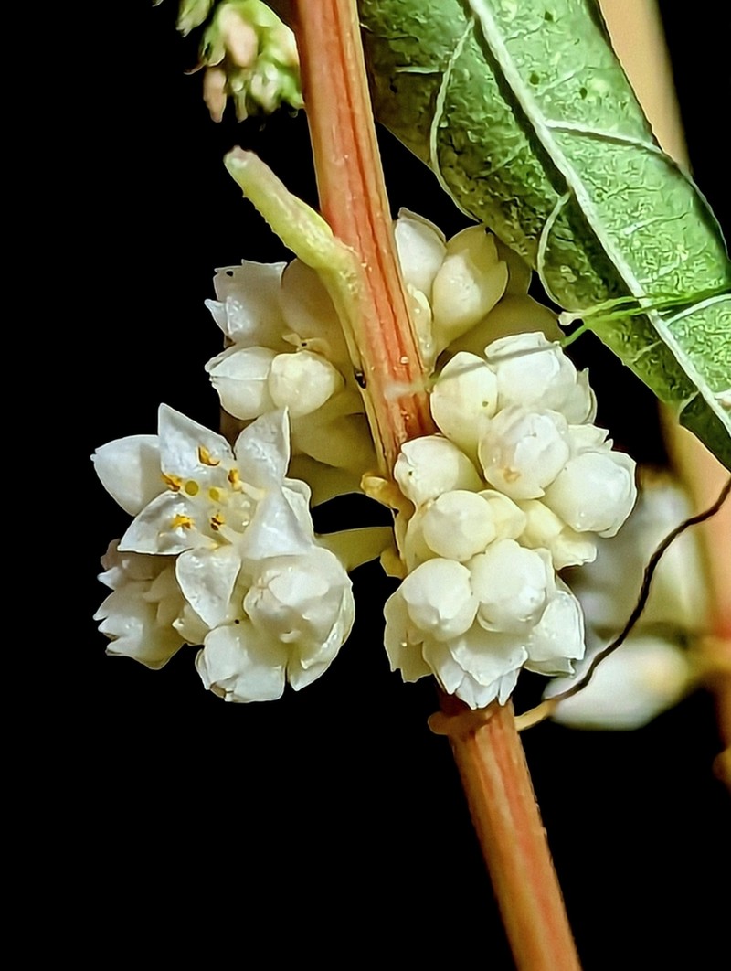 Santa Rita Mountain Dodder photo 8