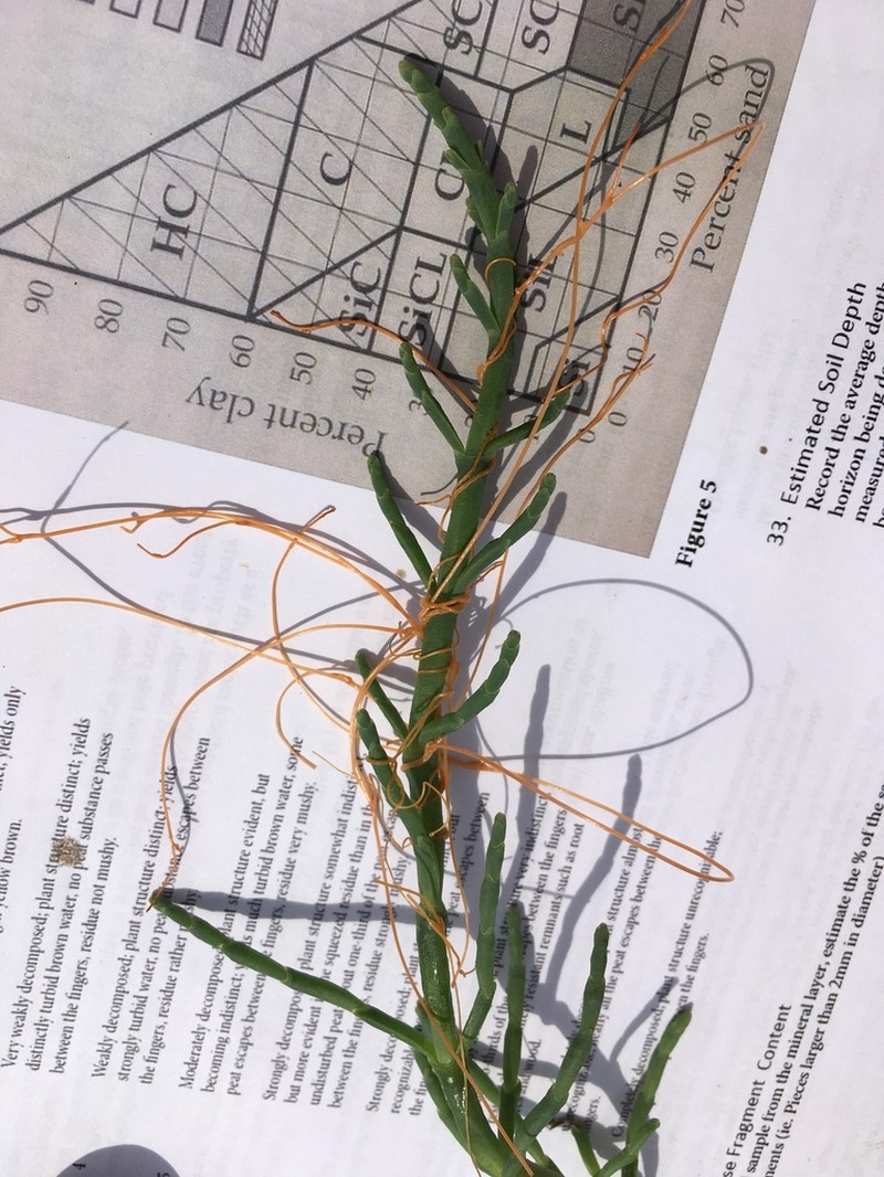 Cuscuta pacifica