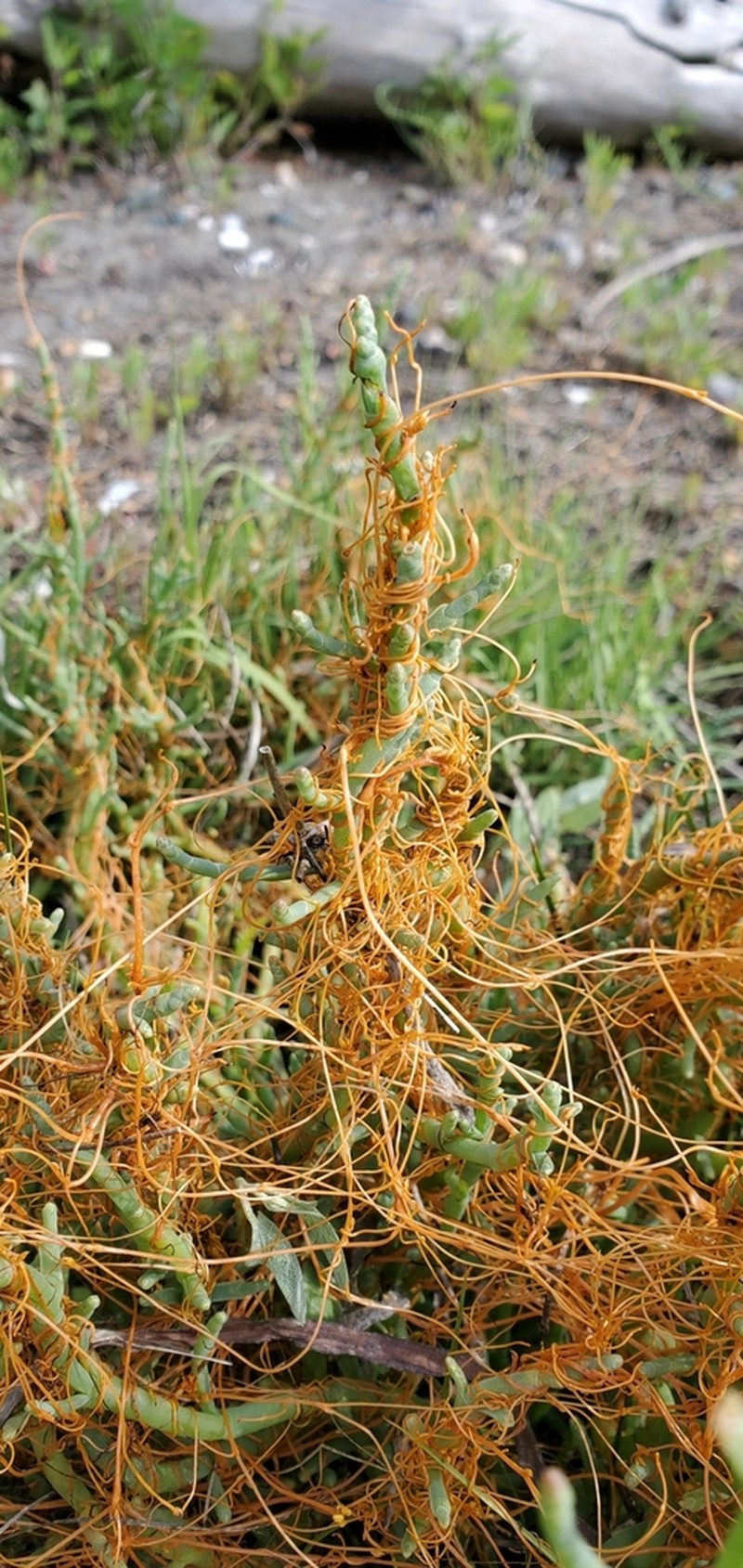 Cuscuta pacifica photo 3