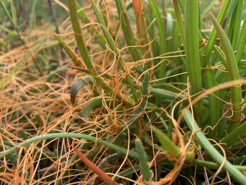 Cuscuta pacifica photo 4