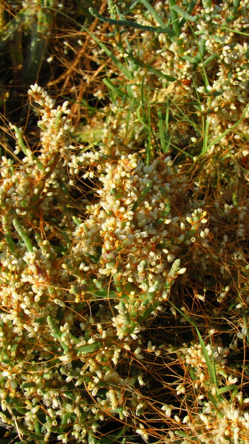 Cuscuta pacifica photo 5