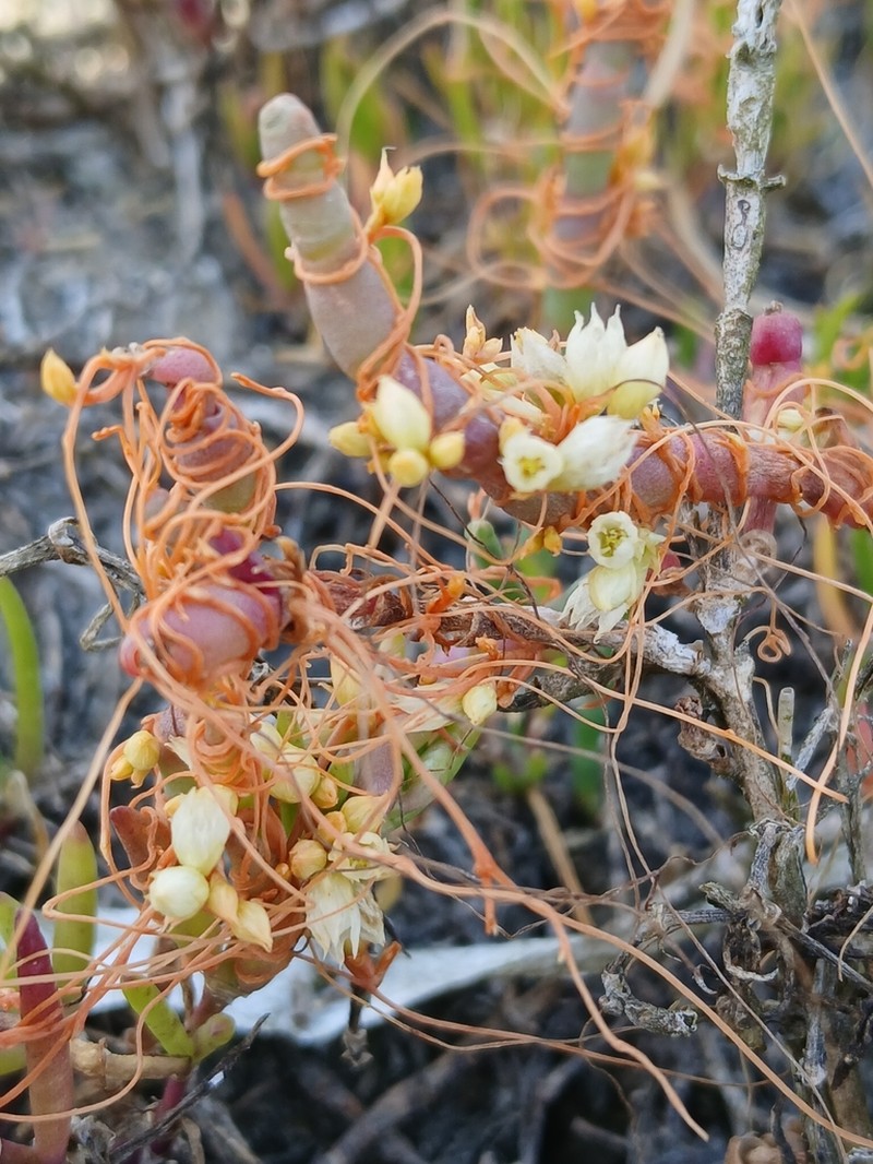 Cuscuta pacifica photo 6