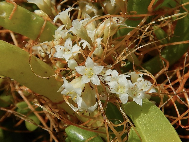 Cuscuta pacifica photo 8