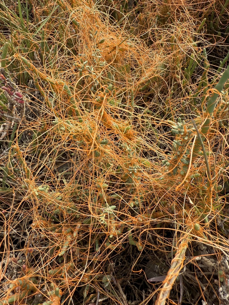 Cuscuta pacifica var. pacifica