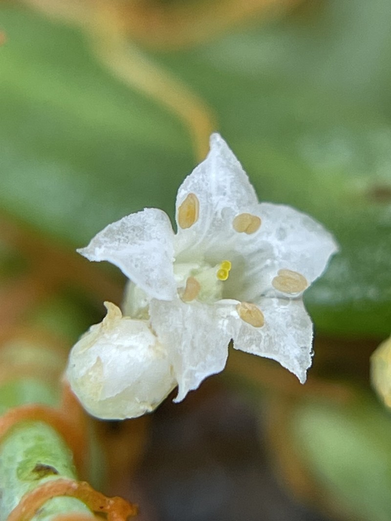 Cuscuta pacifica var. pacifica photo 2
