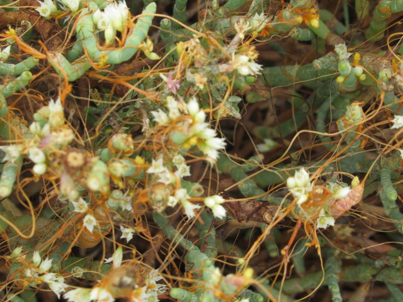 Cuscuta pacifica var. pacifica photo 3