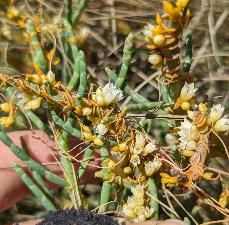 Cuscuta pacifica var. pacifica photo 4