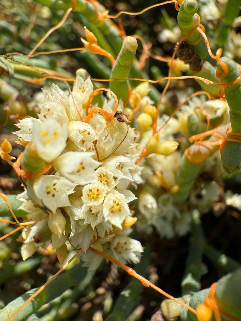 Cuscuta pacifica var. pacifica photo 5