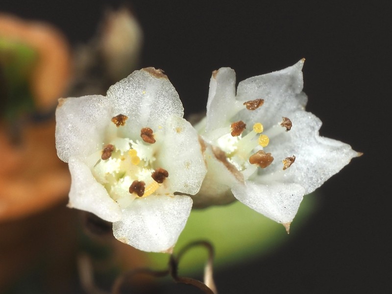 Cuscuta pacifica var. pacifica photo 6