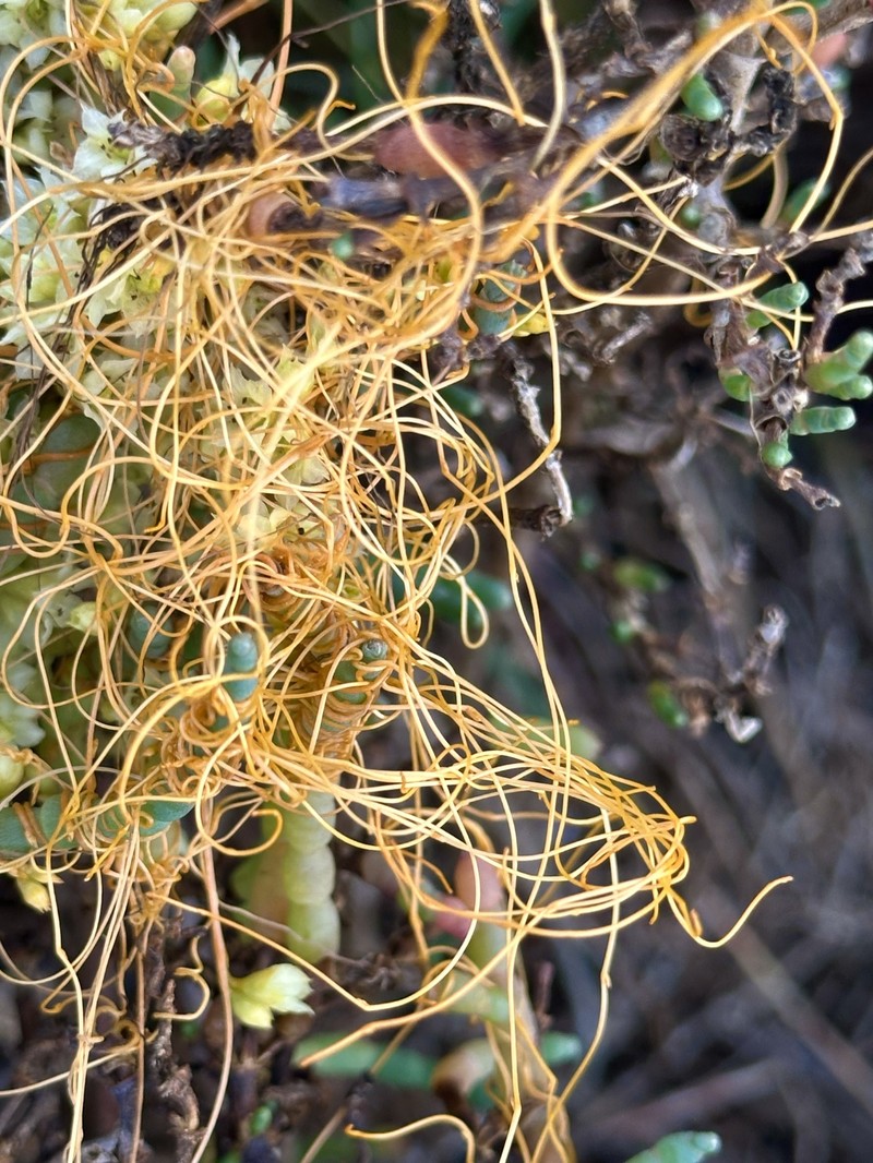 Cuscuta pacifica var. pacifica photo 7