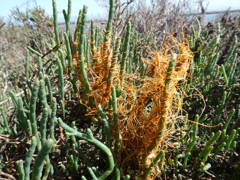 Cuscuta pacifica var. pacifica photo 8