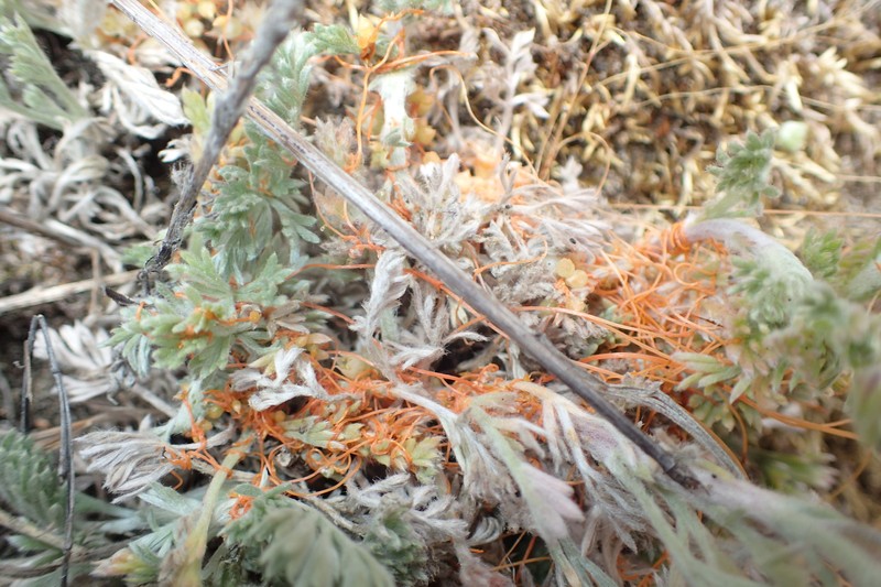 Cuscuta pacifica var. papillata