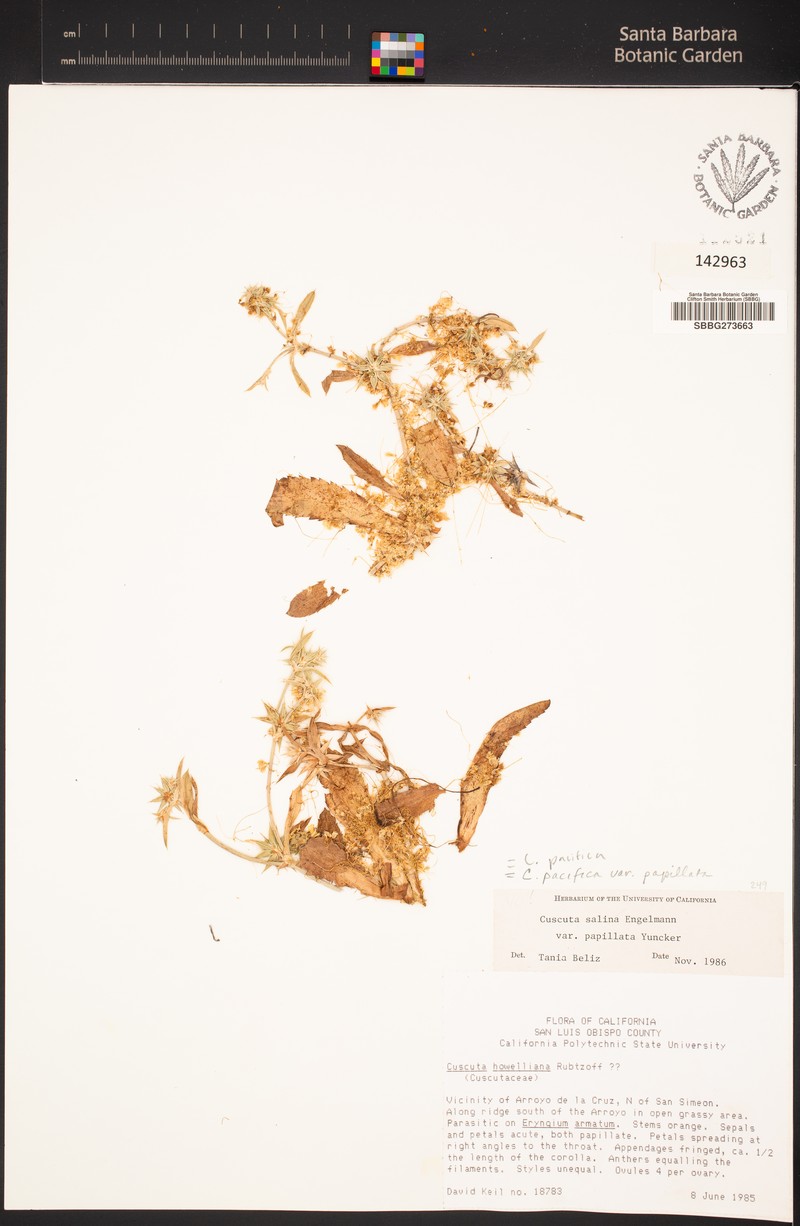 Cuscuta pacifica var. papillata photo 2