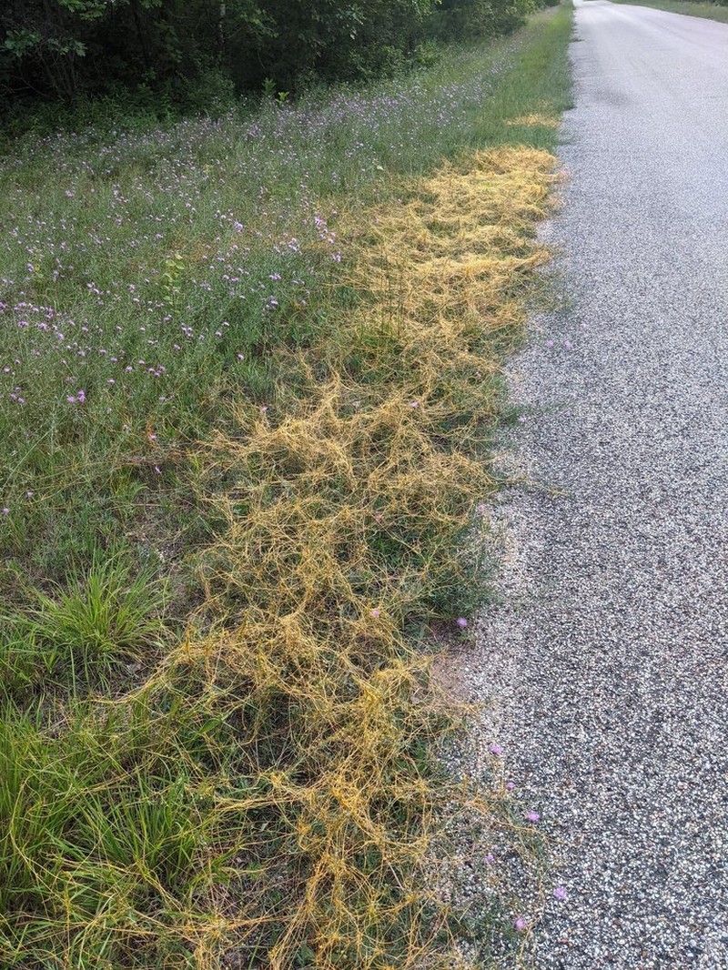 Fiveangled Dodder