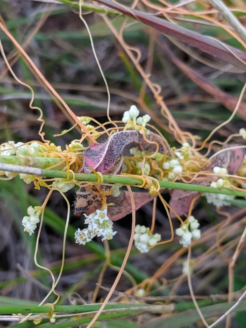 Fiveangled Dodder photo 3