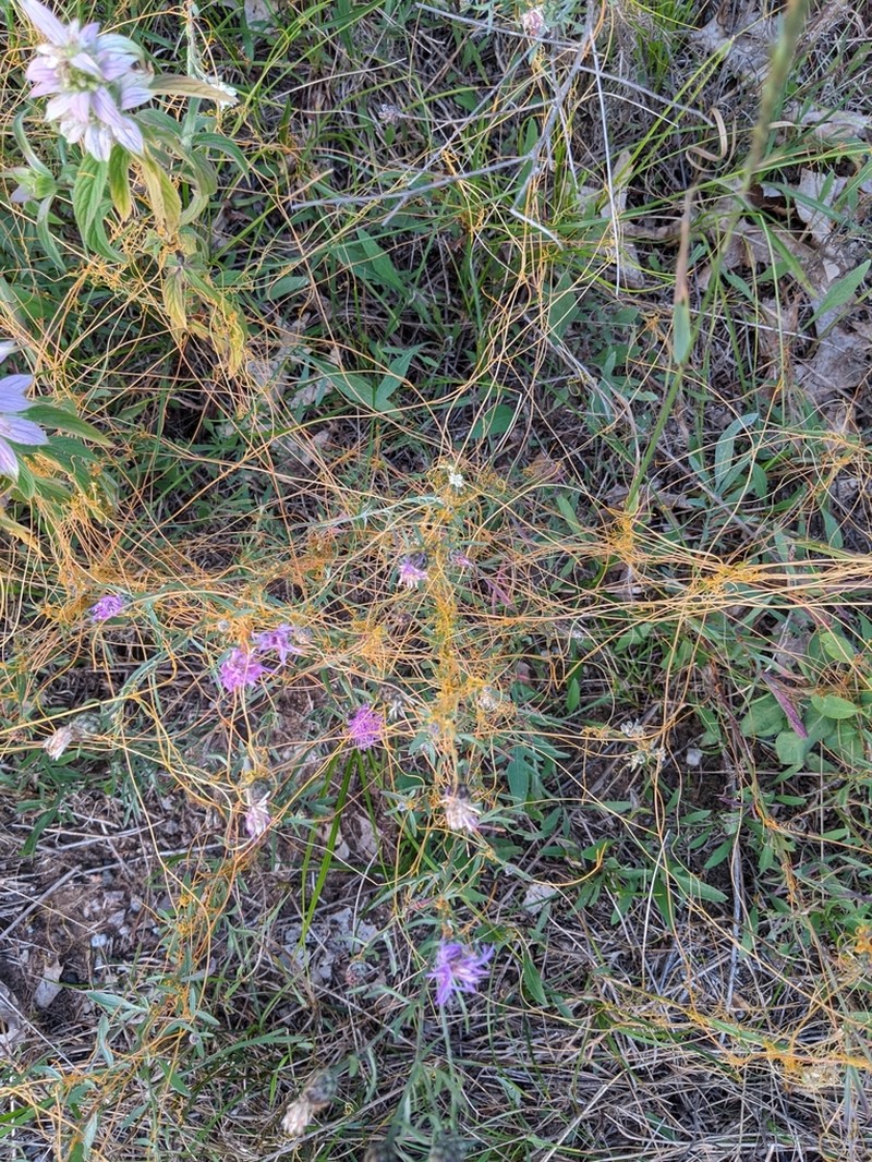 Fiveangled Dodder photo 4