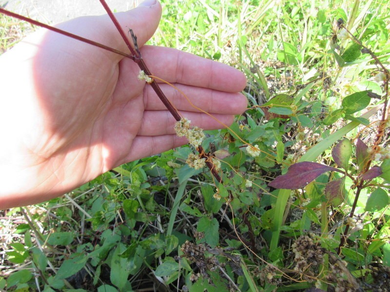 Fiveangled Dodder photo 7