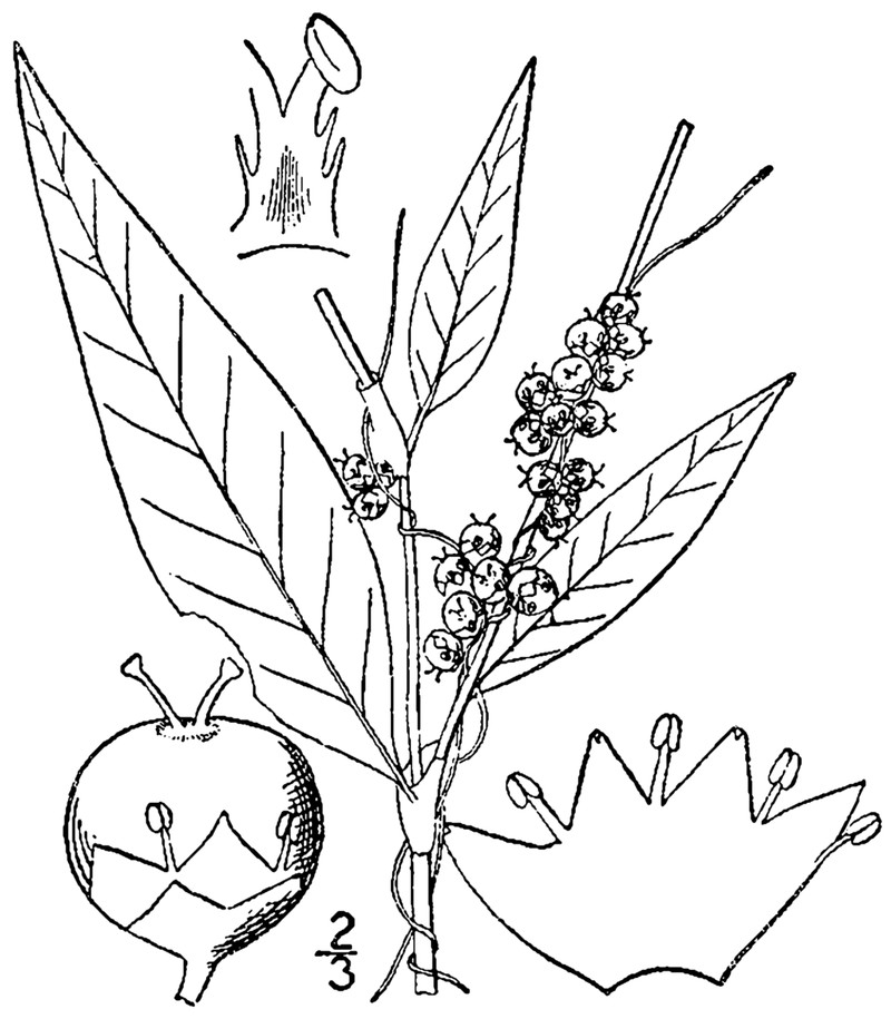 Smartweed Dodder