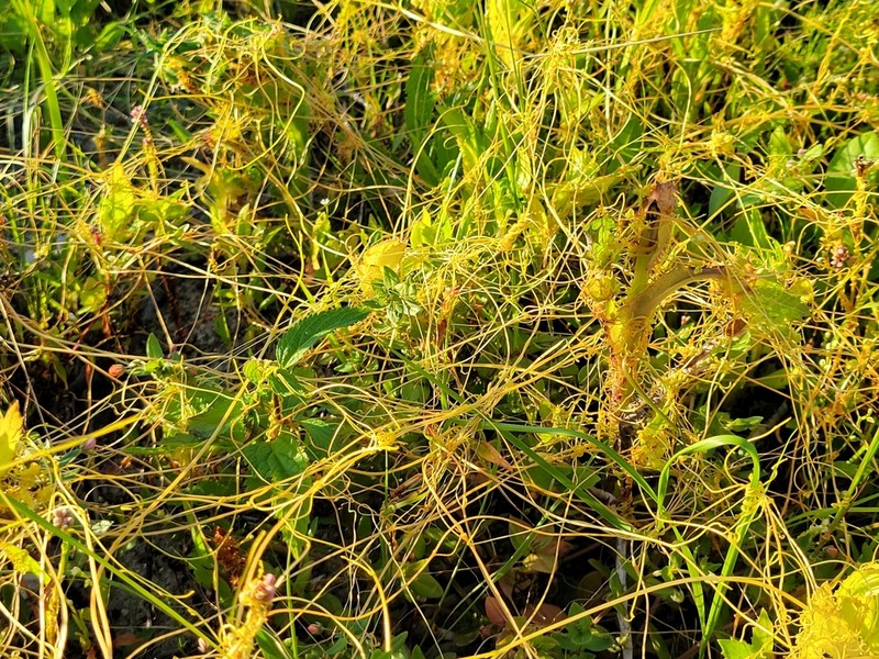Smartweed Dodder photo 2