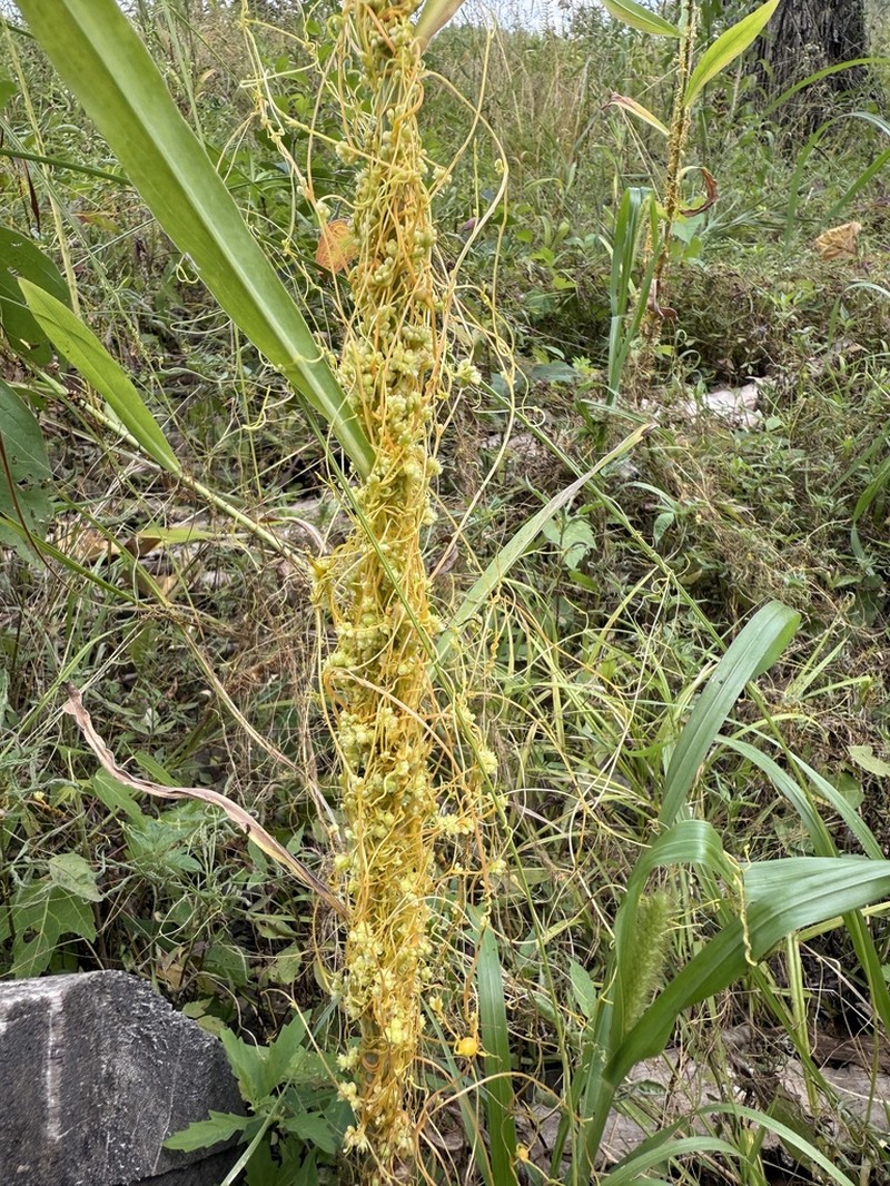 Smartweed Dodder photo 3