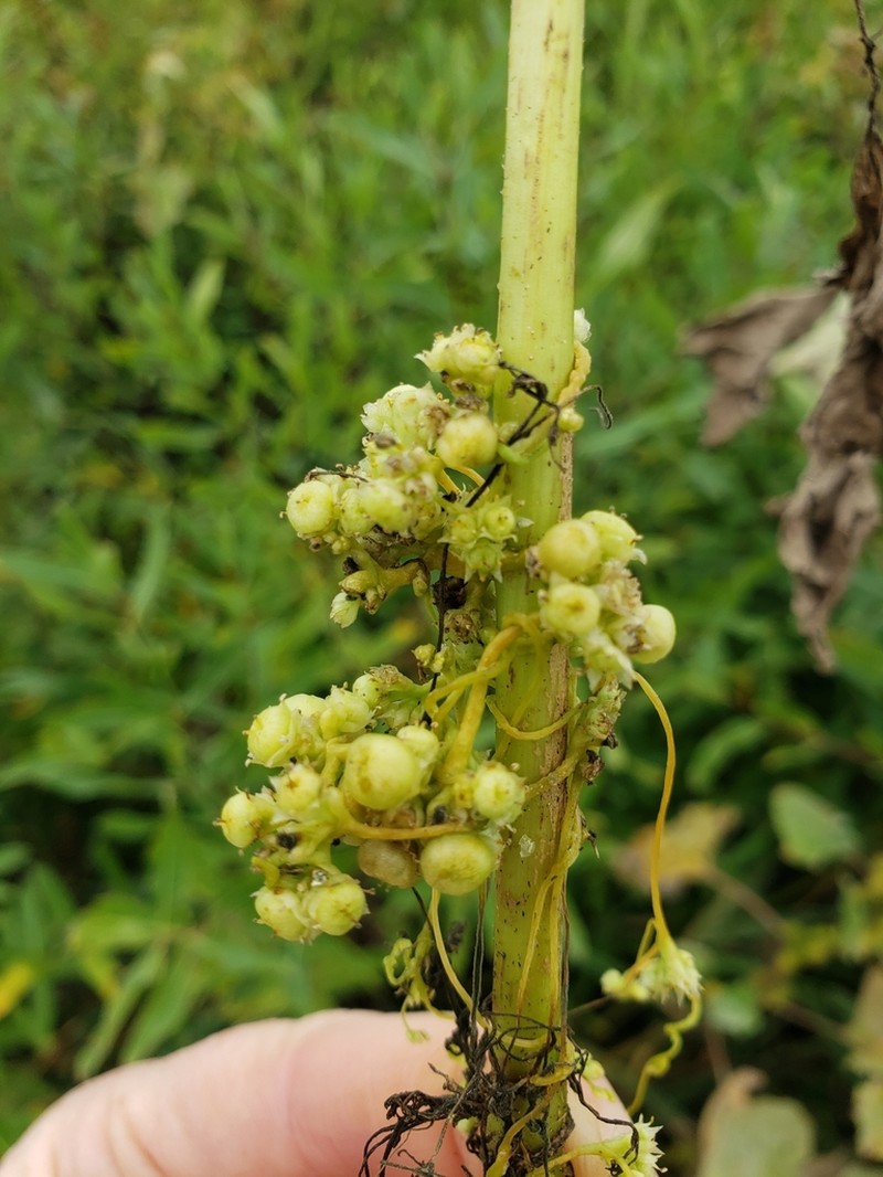 Smartweed Dodder photo 4